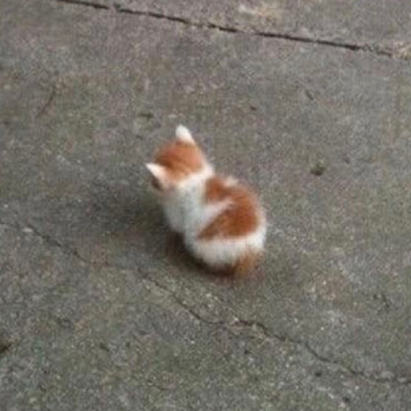 bunniiiiiii